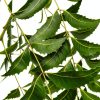 Neem Leaves Natural Herb Florida Grown Azadirachta Indica-3
