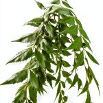 Neem Leaves Natural Herb Florida Grown Azadirachta Indica-0