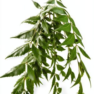 Neem Leaves Natural Herb Florida Grown Azadirachta Indica-0