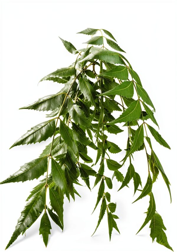 Neem Leaves Natural Herb Florida Grown Azadirachta Indica-0