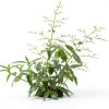 Andrographis Paniculata Liquid Extract Organic Immune-1