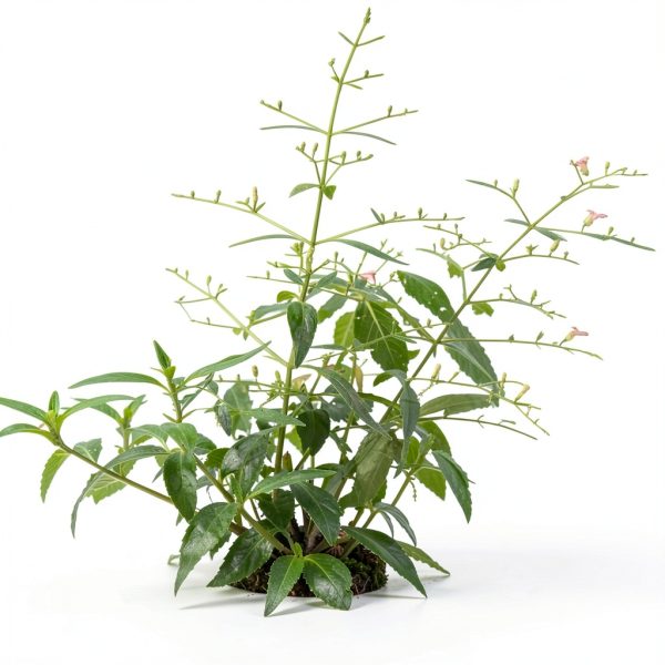 Andrographis Paniculata Liquid Extract Organic Immune-1