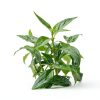 Andrographis Extract Supplement Immune Respiratory Health-4