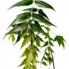 Neem Leaves Natural Herb Florida Grown Azadirachta Indica-1
