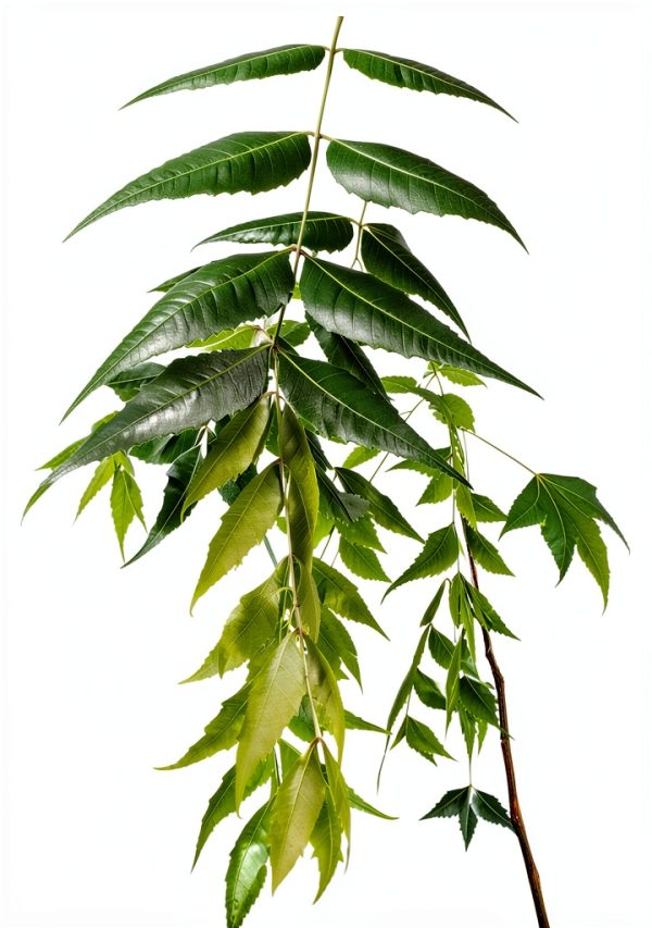 Neem Leaves Natural Herb Florida Grown Azadirachta Indica-1