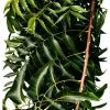 Neem Leaves Natural Herb Florida Grown Azadirachta Indica-2