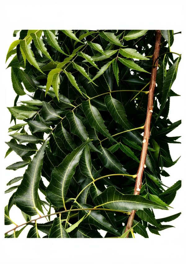 Neem Leaves Natural Herb Florida Grown Azadirachta Indica-2