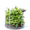 Andrographis Paniculata Liquid Extract Organic Immune-5